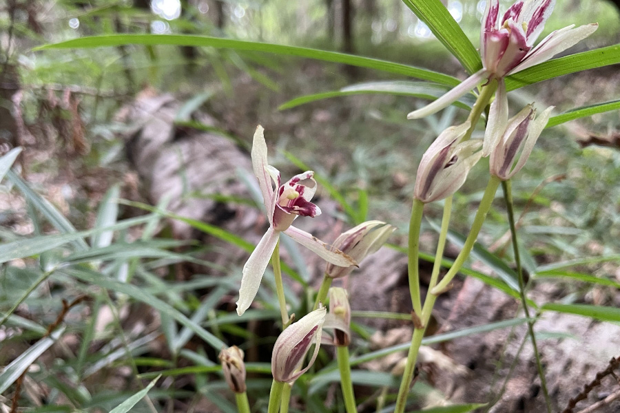 雑木林での活動の様子