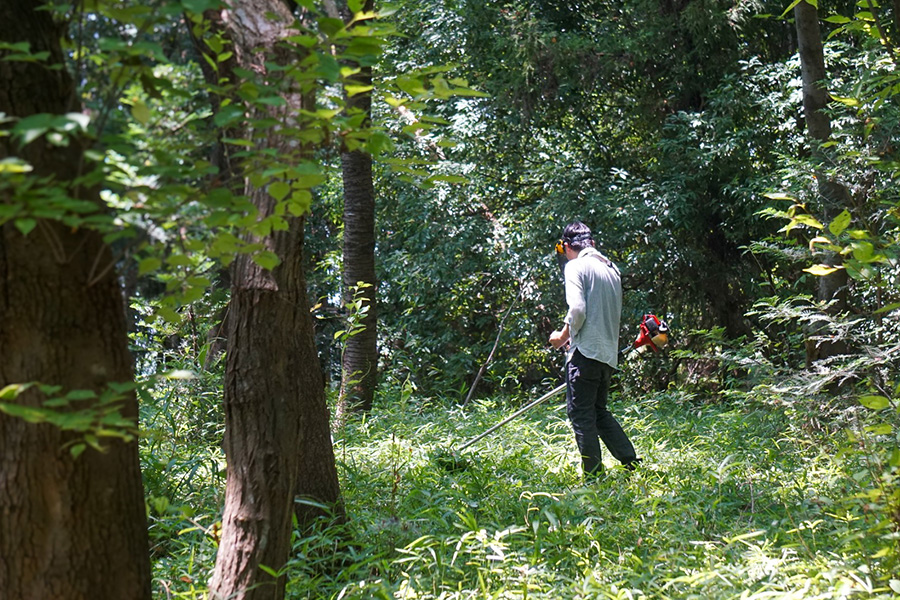 雑木林での活動の様子
